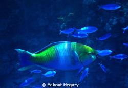 Rusty parrotfish-Red sea-Egypt by Yakout Hegazy 